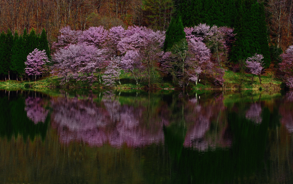 春の幻影　IMGP3179zz