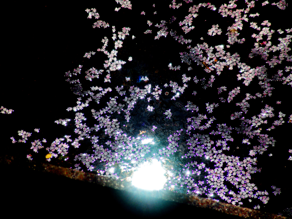 散ってさらに美しく　DSC08845zz