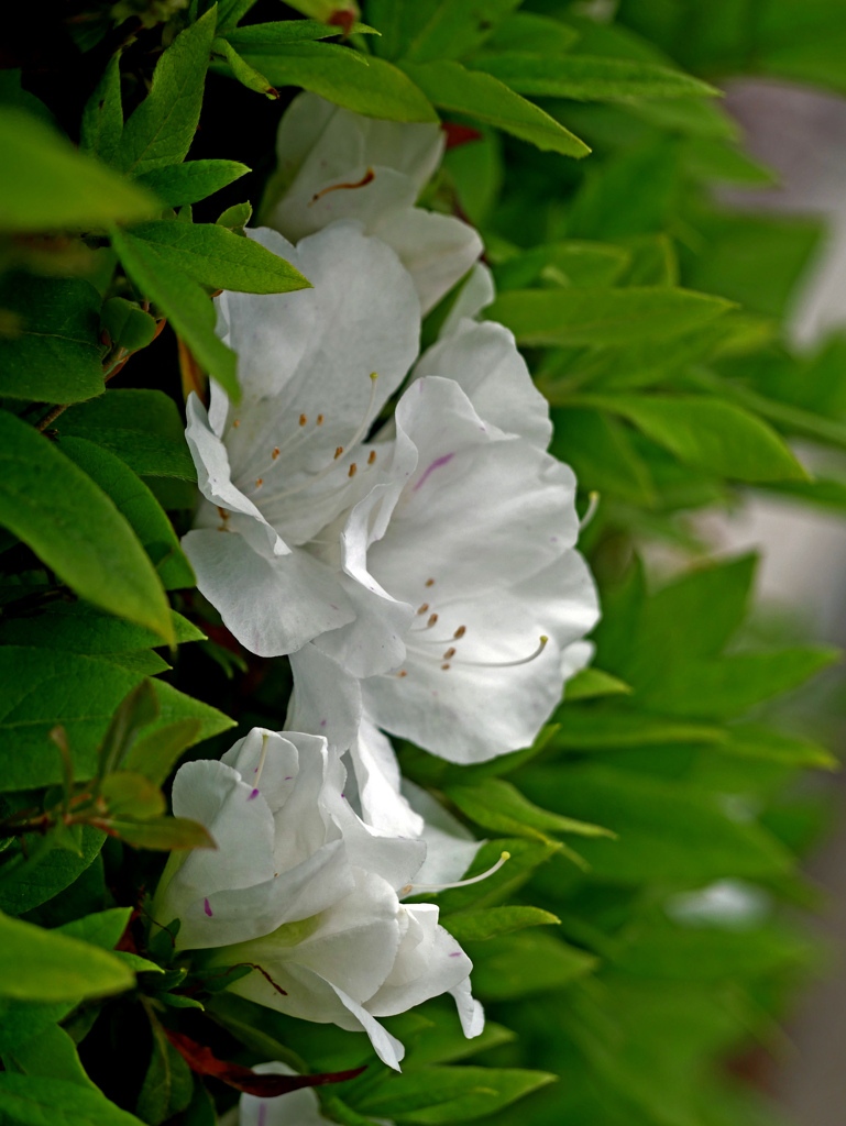 垣根の躑躅　P1160836zz