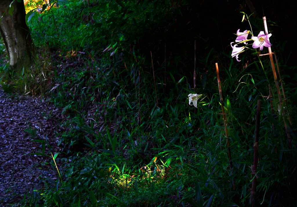 木洩れ日射す　P1400616zz