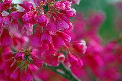 寒緋桜　IMGP2581zz
