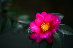 赤い山茶花　IMGP0052zz