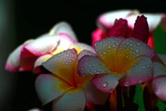 水滴を纏うプリメイア　P1210127zz