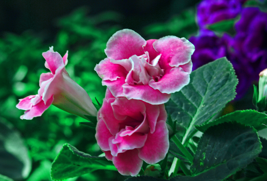 花言葉は「華やかな日々」　IMGP8858z