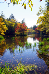 雲場池　IMGP3197zz