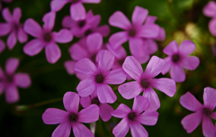 イモカタバミ　P1170740zz