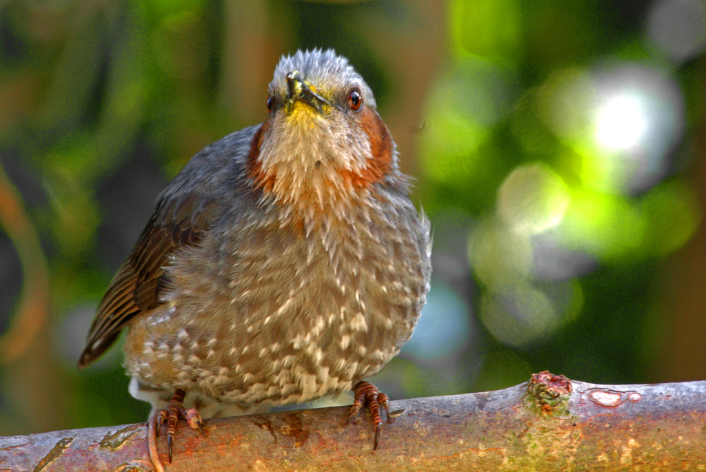 ヒヨが停まった　IMGP3486z