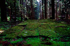 苔むす参道　IMGP6990zz