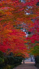 紅の天蓋　P1124872zz