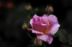 ピンクの薔薇　_IGP6361zz