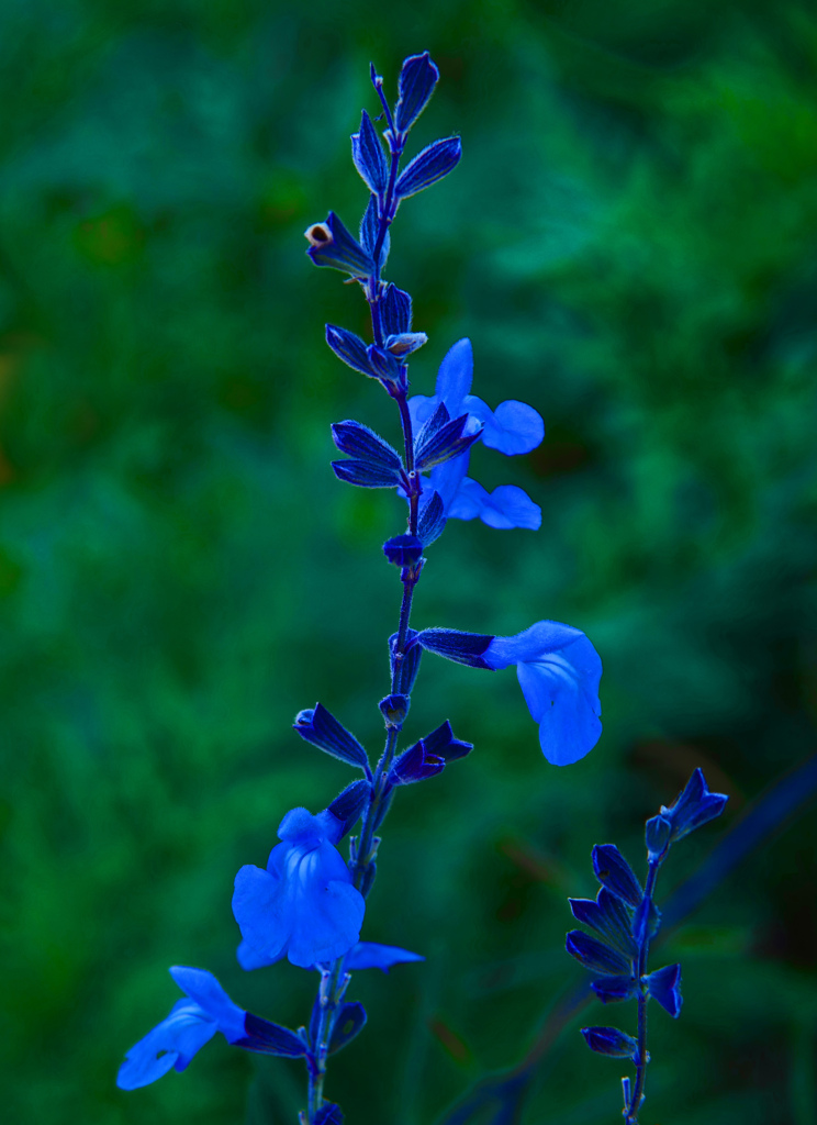 青いセージ　P1750547zz