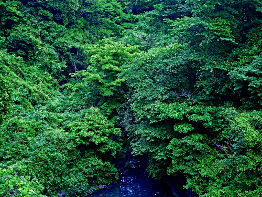 深緑の森　P1280143zz