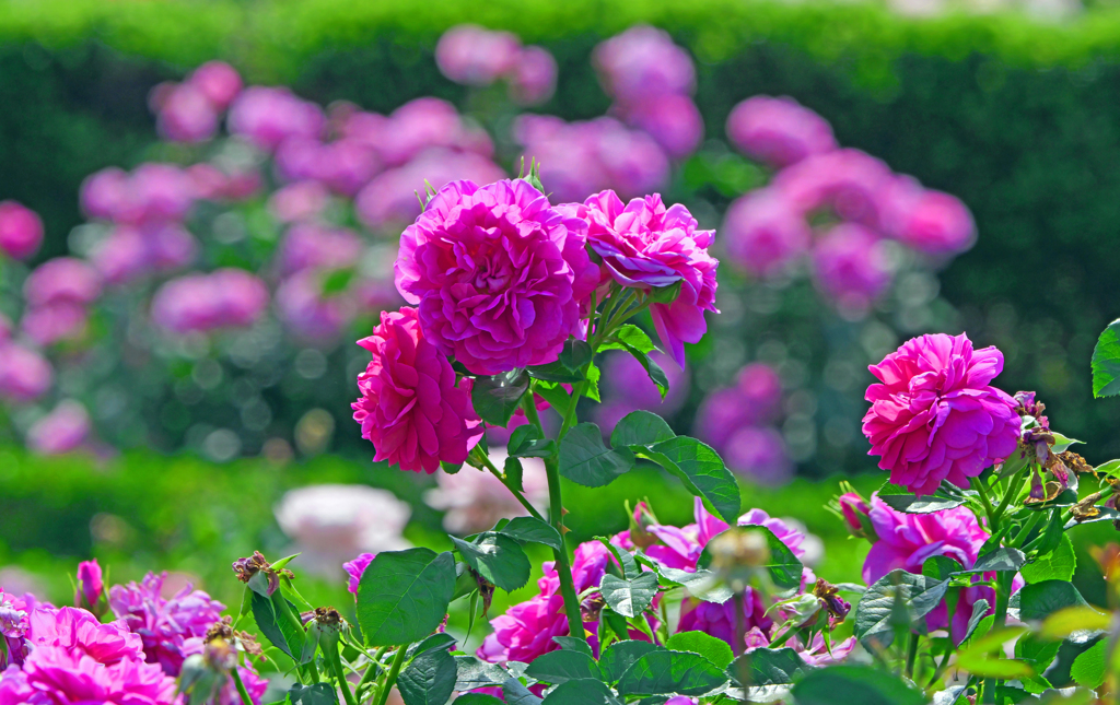 薔薇色の苑　P1086053zzz