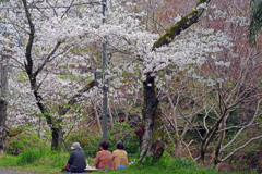 3人だけのお花見　P1062093zz