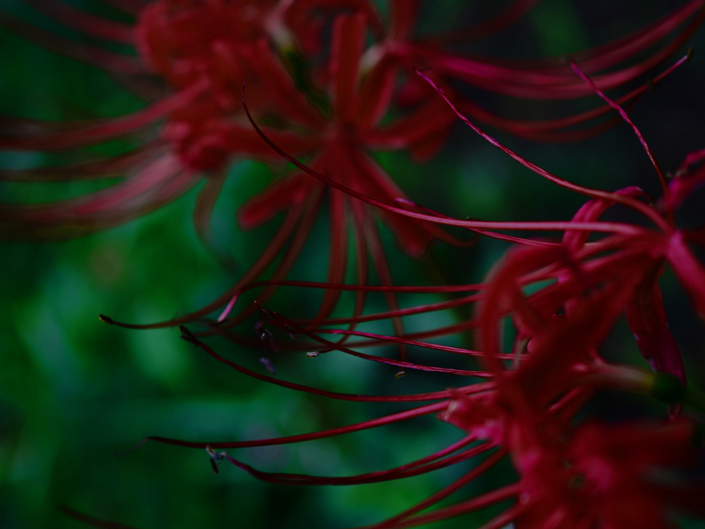 赤い曼珠沙華　P1710140zz
