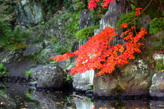 根来寺庭園　IMGP8385zz