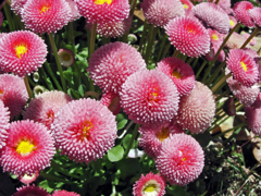 紅く丸い花　3723zz