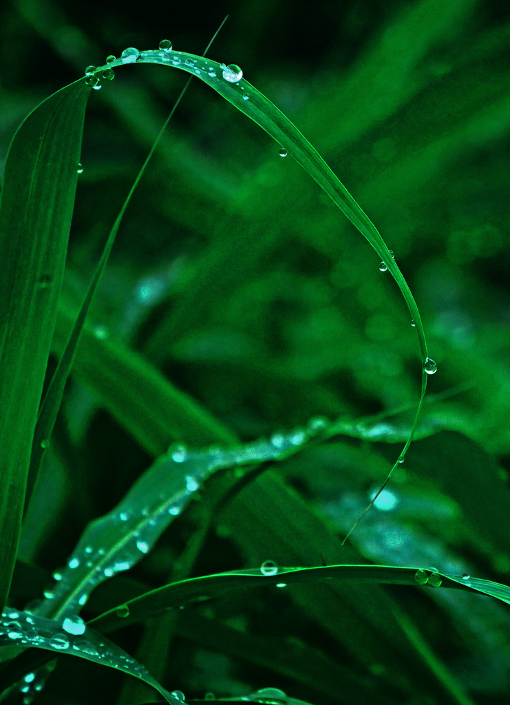 雨粒キラリ　P1630908zz