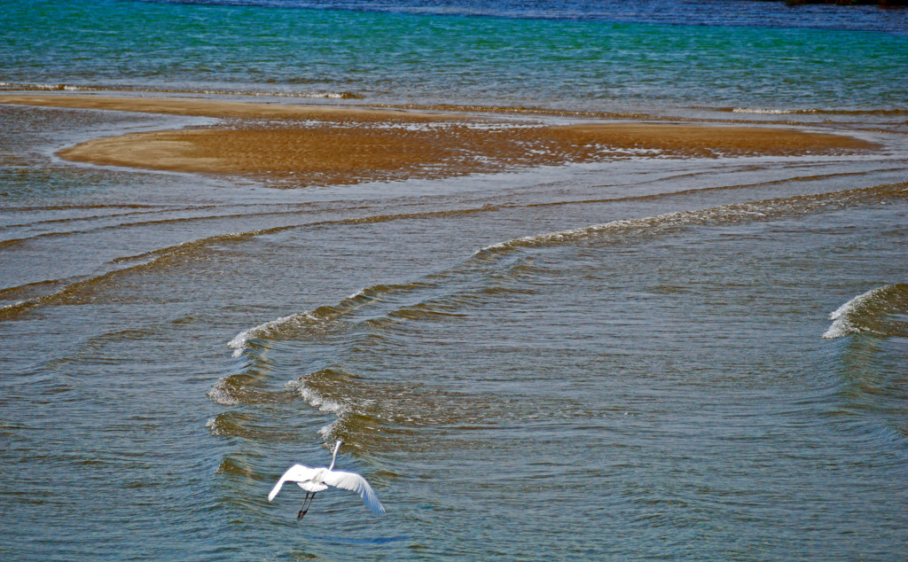 引き潮の海　P1160984zz