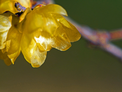 蝋梅が咲いた　P1080881zz