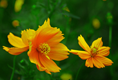 秋近し　P1670963zz