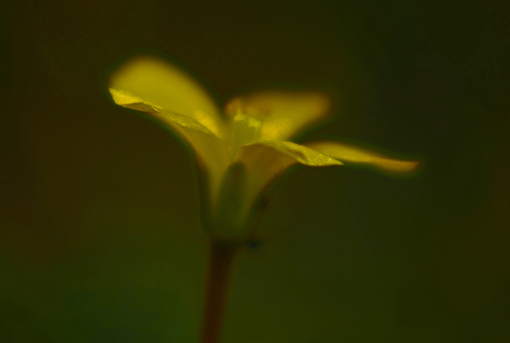 寂しげな花　P1110779zz