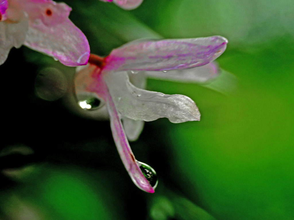 雨が上がった　P1220829zz