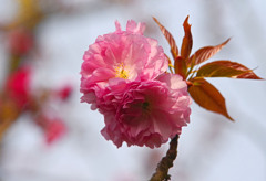 八重の緋桜　IMGP4541zz