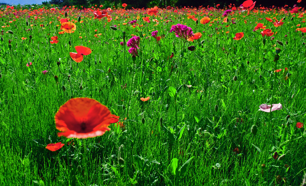 ポピーの苑　IMGP0464zz