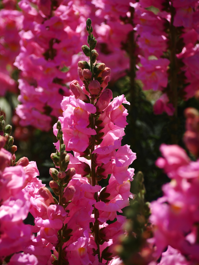 赤いルピナス　P1200356zz