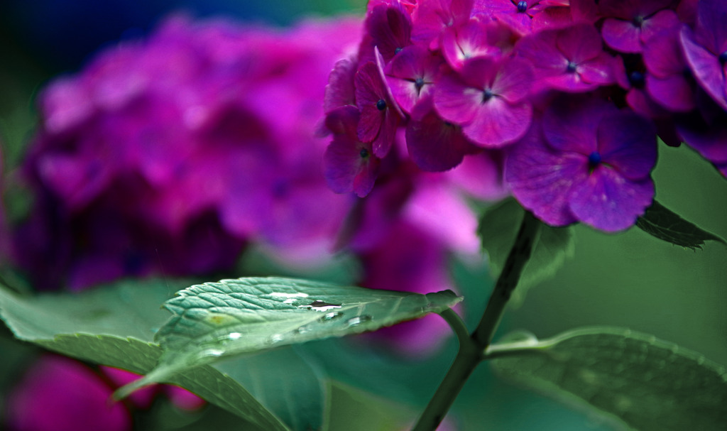 雨上り　IMGP8357zz