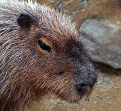 大きなネズミ　P1320267zz