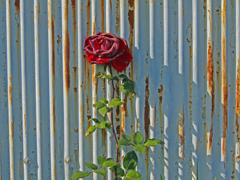 冬の薔薇 Last shot P1190643zz 冬の薔薇 Last shot P1190643zz