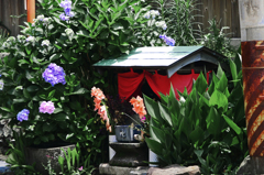 花を手向ける　P1190009zz