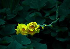 薩摩芋にグラジオラス　P1330414zz