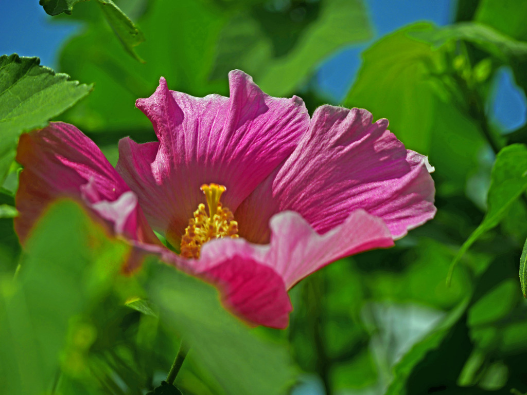 赤い芙蓉花　P1360910zz