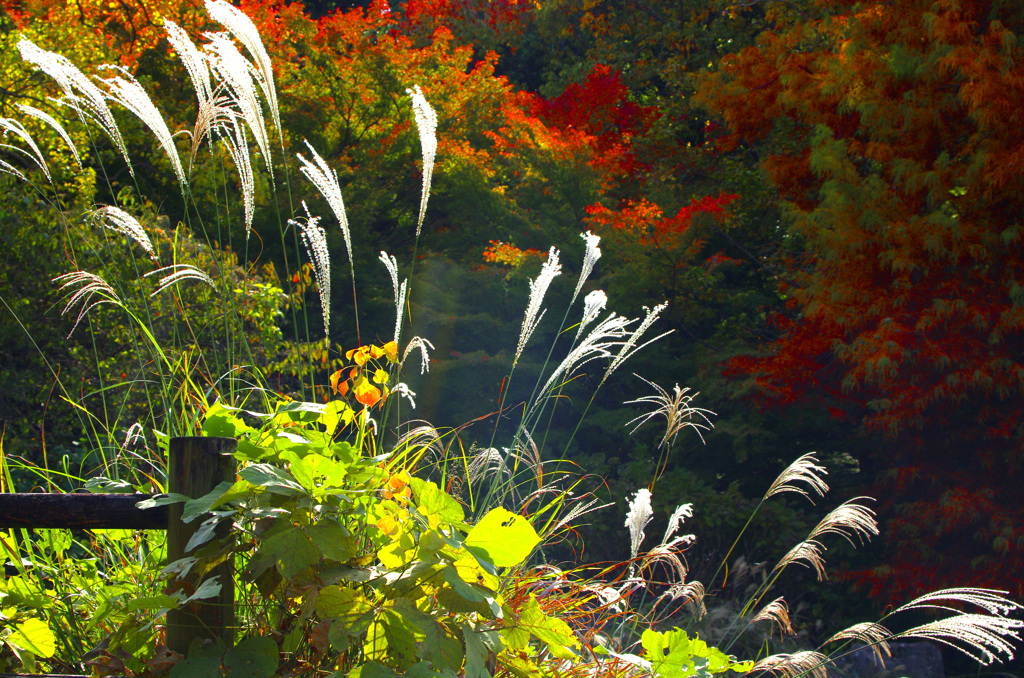 すすきのある風景　_IGP9607zz