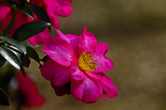 路傍の花　IMG0225zz