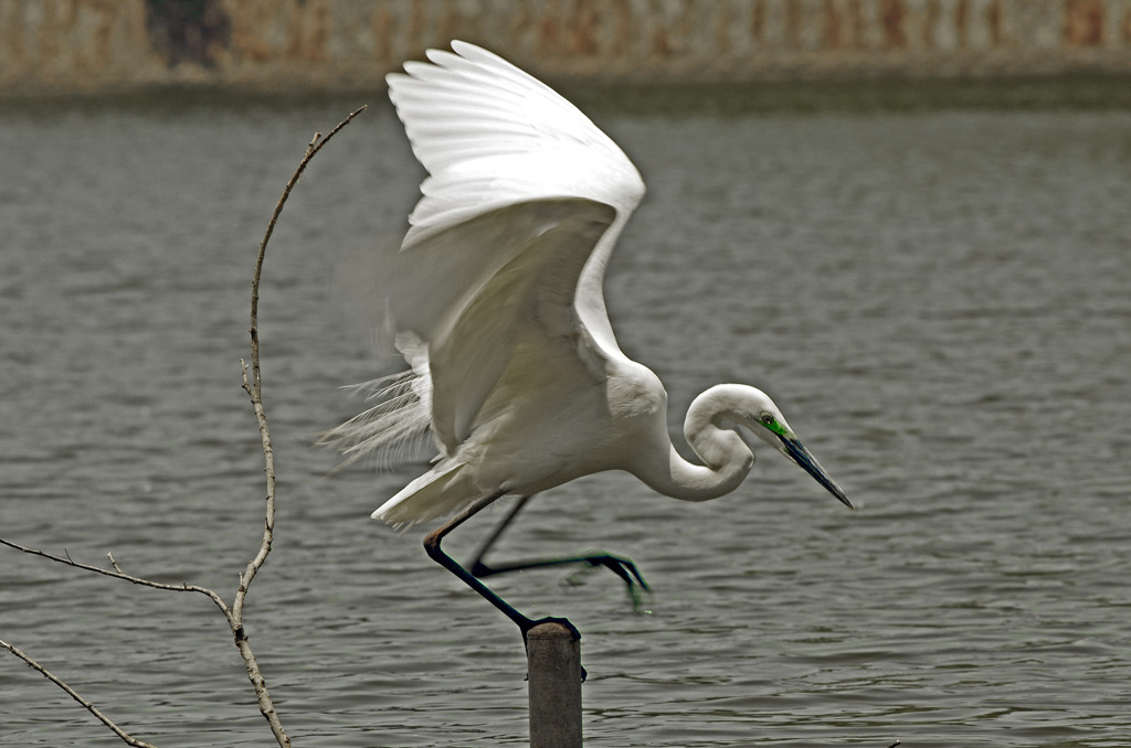 抜き足差し足　IMG9697zz