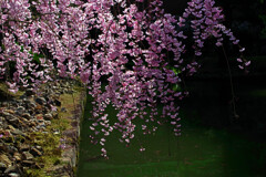 桜満開 建仁寺　IMGP4711zz