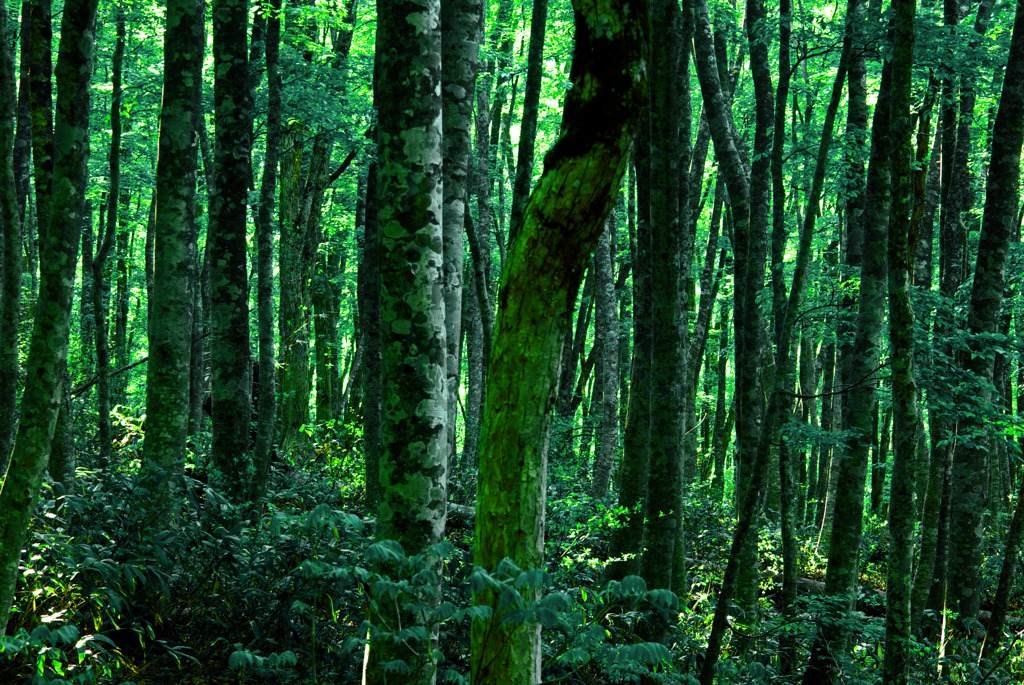 静寂の森　IMGP4368zz