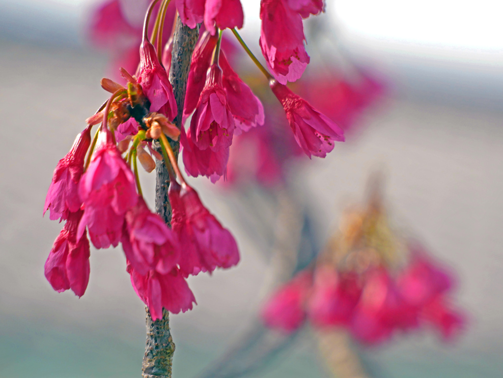 そろそろ満開　P1100156zz