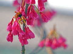 そろそろ満開　P1100156zz