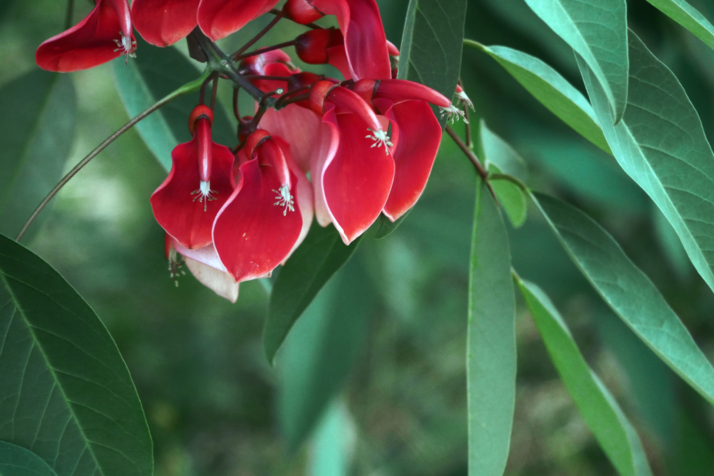 デイゴの花　P1420614zz