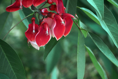 デイゴの花　P1420614zz