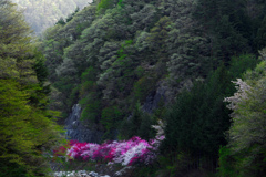 谷間に咲く花　P1075154zz