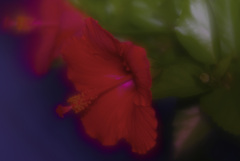 幻想の花　_IGP7456zz