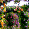 薔薇のアーチ　_IGP6342zz