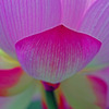 華びらの印象　IMGP7194zz