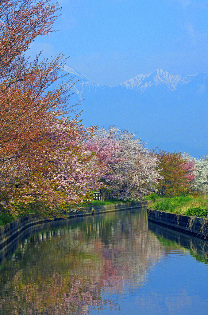 拾ヶ堰の桜　_IGP9831zz